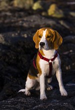 Tricolour Beagle