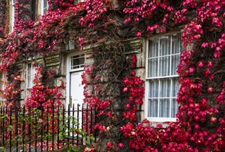 House overgrown with red foliage in Bath