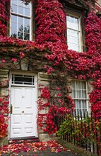 House overgrown with red foliage in Bath