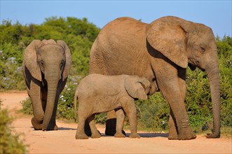 African Elephants (Loxodonta africana) with calf on gravel road