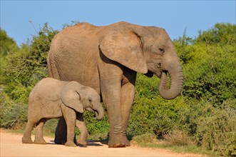 African Elephant (Loxodonta africana) with calf