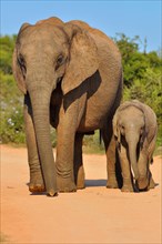 African Elephant (Loxodonta africana) with calf