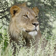 Black-maned lion (Panthera leo vernayi)