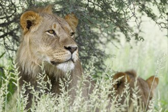 Black-maned lion (Panthera leo vernayi)