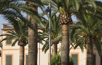 Palm trees in front of a building on Placa Espanya square