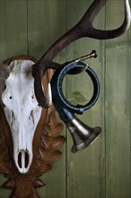 Old hunting horn hanging from the antler of a red deer against a green wooden wall