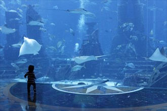Small child observing stingrays in a gigantic aquarium