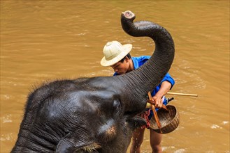 Mahout cleaning a elephant in a river