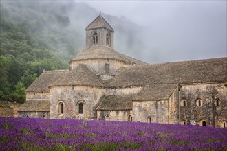 Misty morning light over the Romanesque Cistercian Abbey of Notre Dame of Senanque set amongst flowering lavender fields