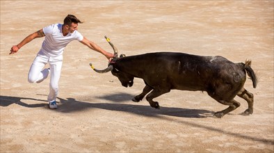 A bullfighter tries to remove the rosette