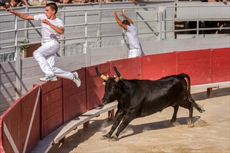 A bullfighter tries to escape a chasing bull