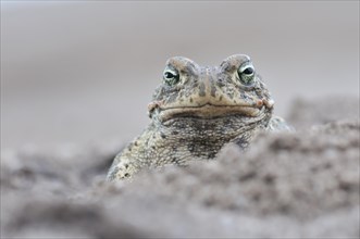 Natterjack Toad (Bufo calamita) in a former open-cast mine near Finsterwalde