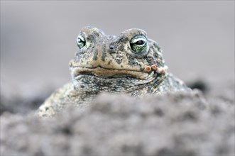 Natterjack Toad (Bufo calamita) in a former open-cast mine near Finsterwalde