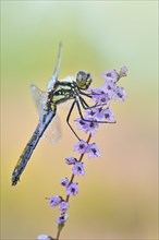 Black Darter (Sympetrum danae) dragonfly