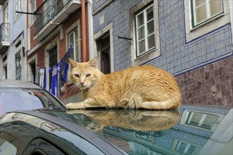 Cat basking on a car