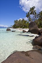 Coconut Palms (Cocos nucifera) and granite rocks on the beach of Anse La Passe