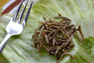 Fried flour worms or mealworms