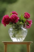 Common peony (Paeonia officinalis) in a glass vase