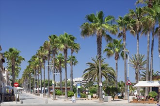 Promenade lined with palm trees
