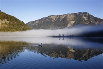 Early morning on lake Offensee