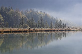 Early morning on lake Offensee