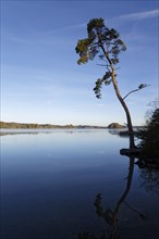 Scots Pine (Pinus sylvestris) on lake Grosser Ostersee