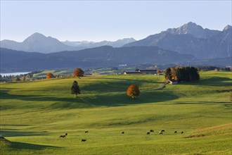 Autumn morning at Forggensee lake