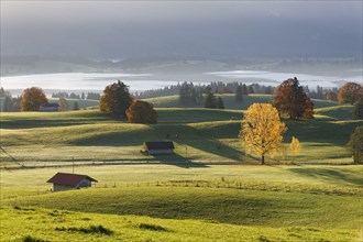 Autumn morning overlooking Forggensee lake