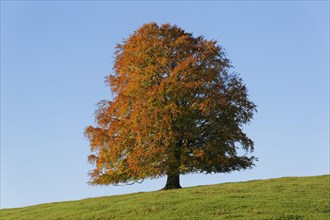 Autumnal Beech (Fagus sylvatica)