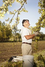Man at the apple harvest