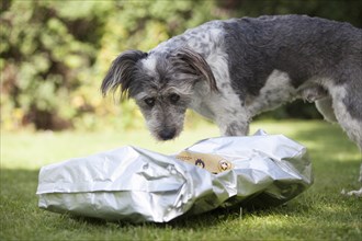 Mixed-breed dog looking questioningly at an empty feed bag