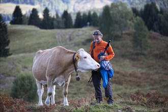 Man standing in an alpine meadow trying to keep a curious cow at a distance