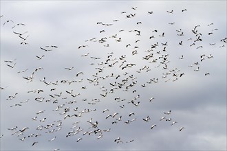 Common Cranes (Grus grus) in flight