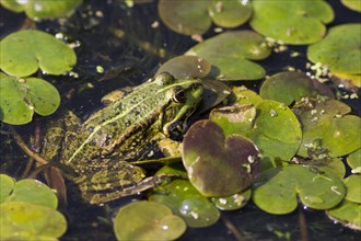 Edible Frog (Pelophylax esculentus) well camouflaged in a pond