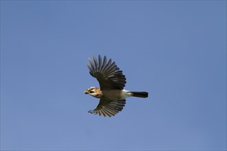 Jay (Garrulus glandarius) in flight with an acorn in its beak