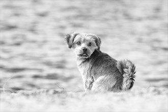 Norfolk Terrier