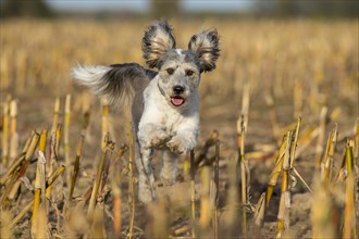 Young mongrel running across a harvested corn field