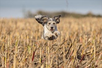 Young mongrel running across a harvested corn field