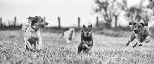 Three different sized dogs running across a harvested field