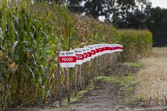 Test field for corn owned by the company duPont