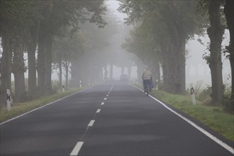 Lone cyclist on a typical tree-lined country road on a foggy autumn morning