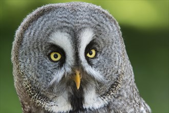 Great Grey Owl or Lapland Owl (Strix nebulosa nebulosa)