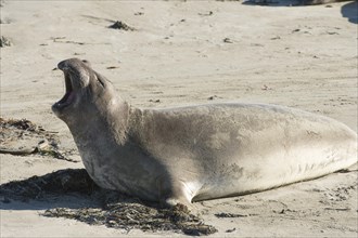 Northern Elephant Seal (Mirounga angustirostris) with its mouth wide open