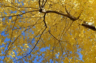 European or Common Hornbeam (Carpinus betulus) with autumn colours