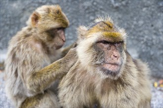 Two Barbary macaques