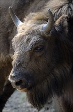 Wisent or European bison (Bison bonasus)