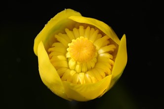 Flower of a yellow pond lily (Nuphar lutea)