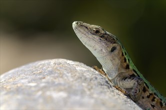 Italian wall lizard