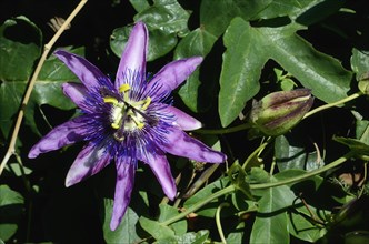 Blue passion flower (Passiflora caerulea)