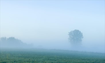 Meadows with morning mist